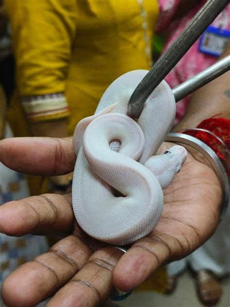 11 Live Exotic Snakes Smuggled From Bangkok Seized At Mumbai Airport 1