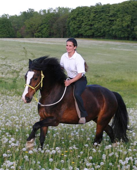 Her severe kind convinces her human pony to carry her. Pin von Sara Parker auf Bitless horses | Pinterest | Pferde, Reiterinnen und Pferdezubehör