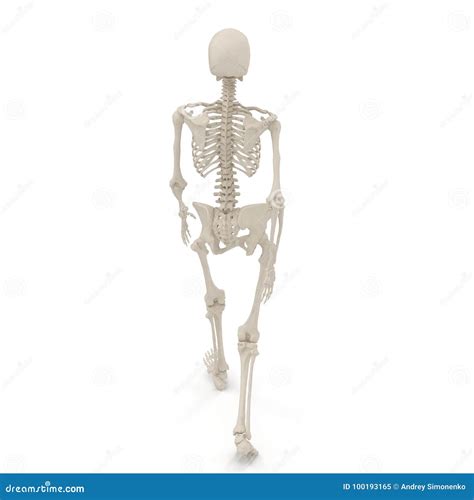 Medical Accurate Female Skeleton Walking Pose On White 3d Illustration