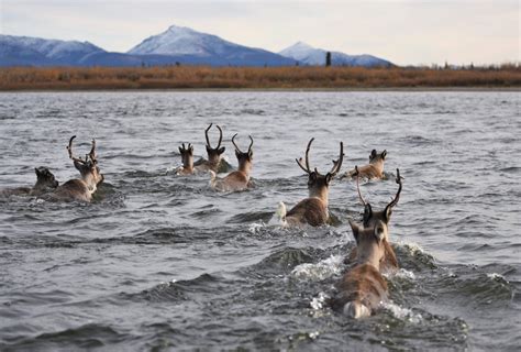 Visit All Of Alaskas National Parks The Milepost