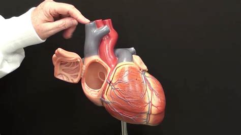 Heart Dissection Model Youtube