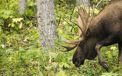 Moose Desktop Animals Animal Forest Horns Wallpapers