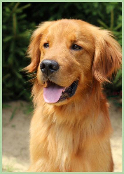 Feel free to browse hundreds of active find the perfect puppy for you! Golden Retriever Rescue Resource-Golden Retrievers for ...