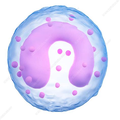 Monocyte Stock Image F0158259 Science Photo Library