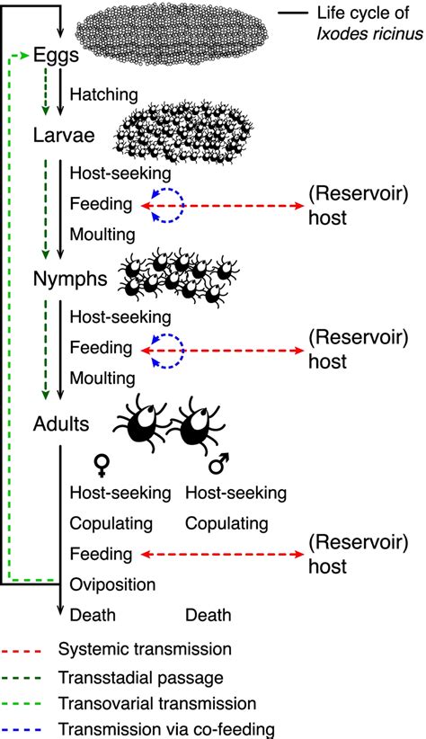 The Life Cycle Of Ixodes Ricinus In General The Number Of Ticks In