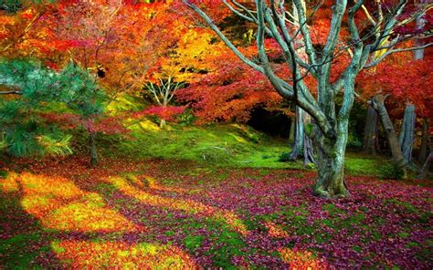 Multicolored Forest Landscape Nature Hd Wallpaper Wallpaper Flare