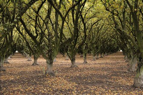 Fruit Trees In Oregon Willamette Valley Oregon Wine Cou Flickr