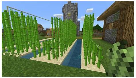 Why Can't I Plant Sugar Cane In Minecraft
