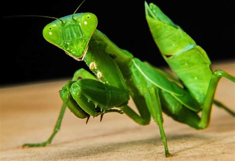 Praying Mantis Beneficial Insects Praying Mantis Facts The Old
