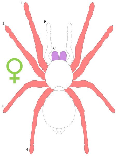 Sexual Dimorphism In The Arachnid Orders Peerj