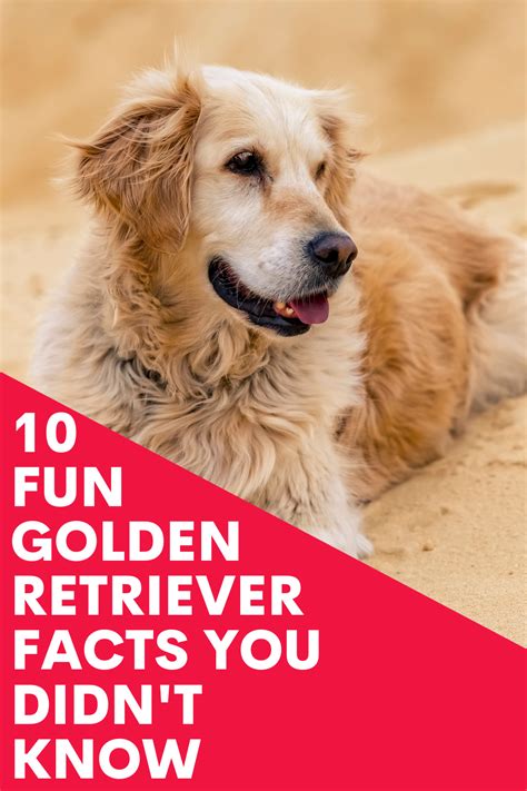 10 Fun Golden Retriever Facts You Didnt Know Golden Retriever Facts