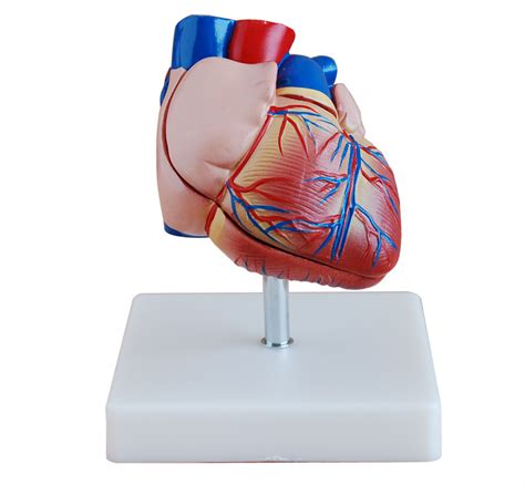 Hk Xc 307b 新型自然大心脏解剖模型 上海罕康 心肺复苏模拟人厂家