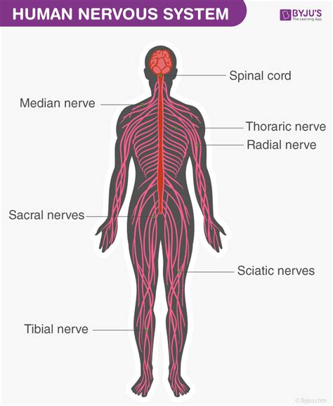 Draw The Nervous System Np
