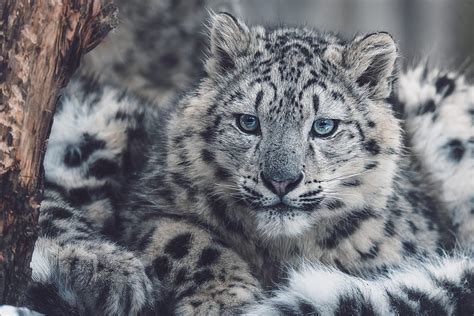 Cats Snow Leopard Big Cat Wildlife Predator Animal Hd Wallpaper