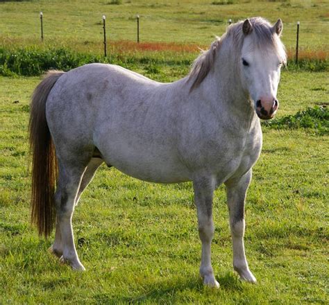Welsh Mountain Pony Breed Information History Videos Pictures
