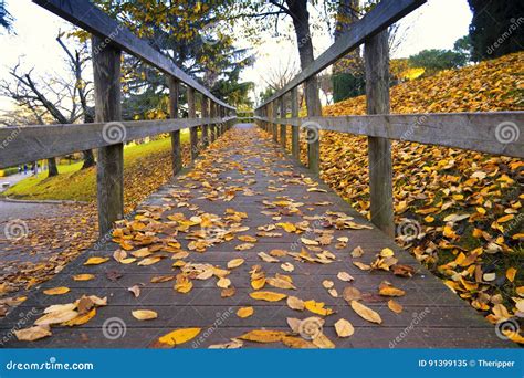 Wooden Bridge With Autumn Leaves Stock Image Image Of Peaceful