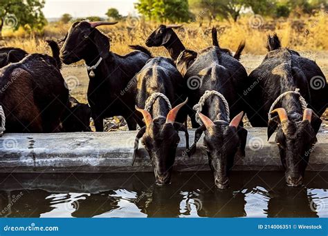 Group Of Black Goats Drinking Water In The Pasture Stock Image Image