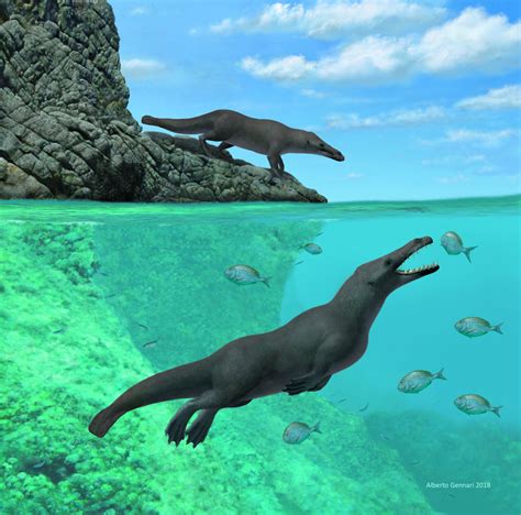 Ancient Four Legged Whale From Peru Walked On Land Swam In Sea Metro Us