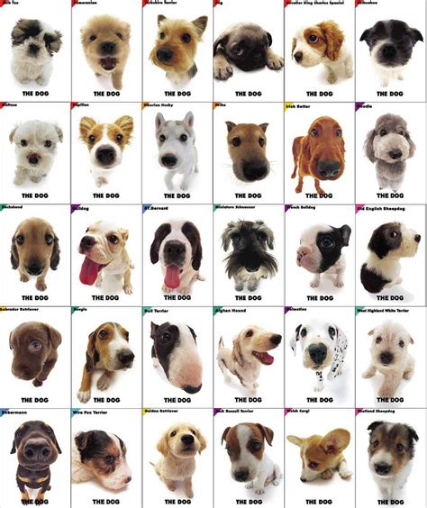 Top 100 Dog Breeds Around The World Dog Breeds Chart