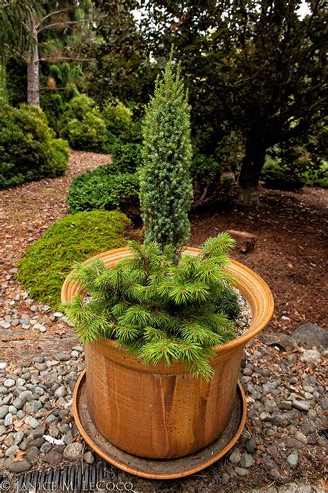 38 Best Evergreens In Containers Images On Pinterest Evergreen