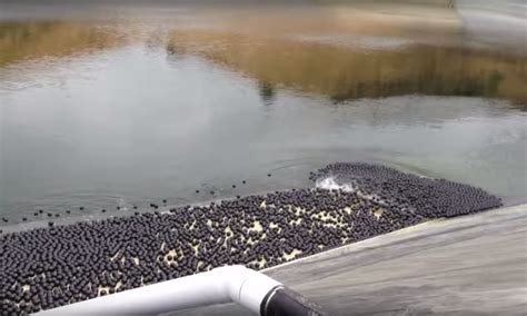 Why Los Angeles Dumped Millions Of Black Plastic Balls Into Reservoir