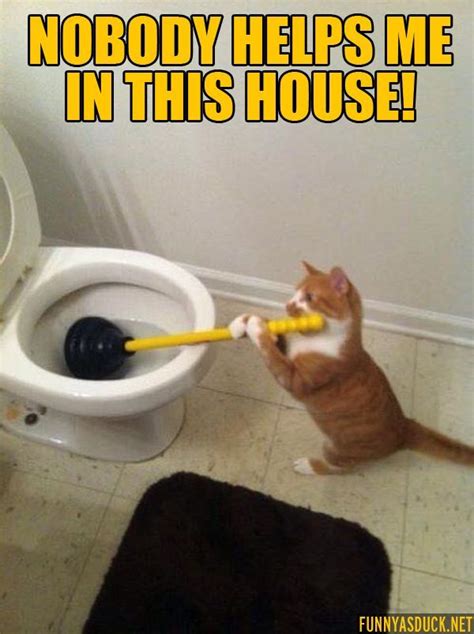 Repairs And Chores 15 Memes Prove Cats Work Hard For The House Spring