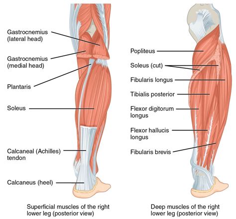 The gastrocnemius is the larger calf muscle, forming the bulge visible beneath the skin. Muscles of the Lower Leg and Foot | Online Medical Libtary