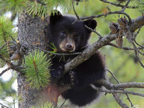 Black Bear Cub In Tree Bearsintrees