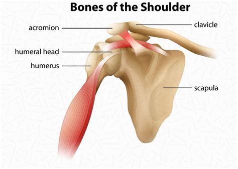 In Front Of You Correlate Penny Rotator Cuff Tear Shoulder Blade Pain