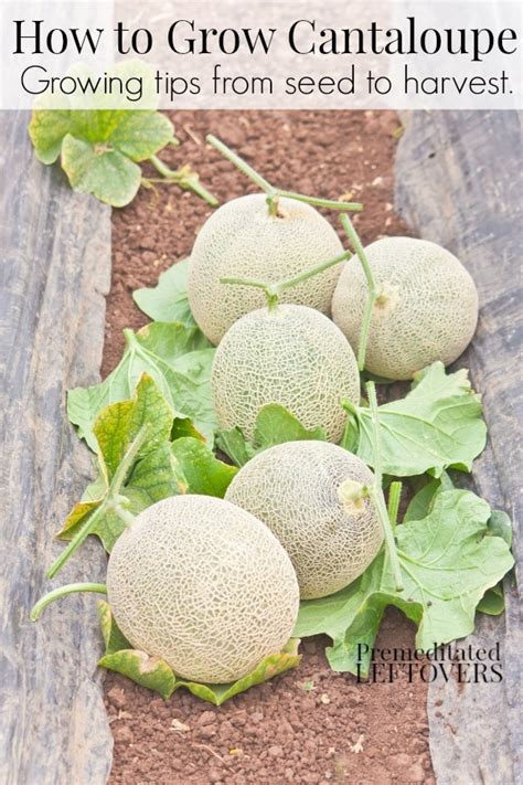Check spelling or type a new query. How to Grow Cantaloupe in Your Garden - From Seed to Harvest