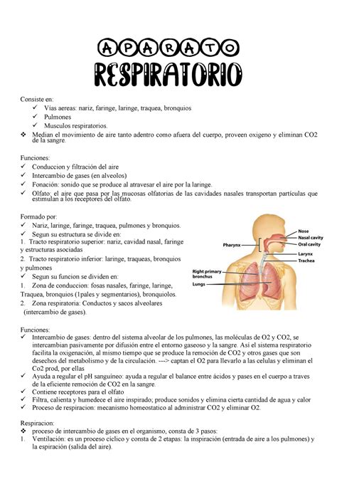 Sistema Respiratorio Resumen Sistema Respiratorio Fisiologia Images