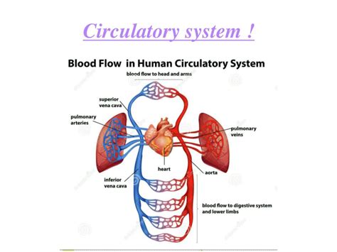 Ppt Circulatory System Powerpoint Presentation Free Download Id