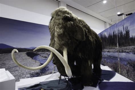 Life Size Woolly Mammoth Takes Shape At New York Museum