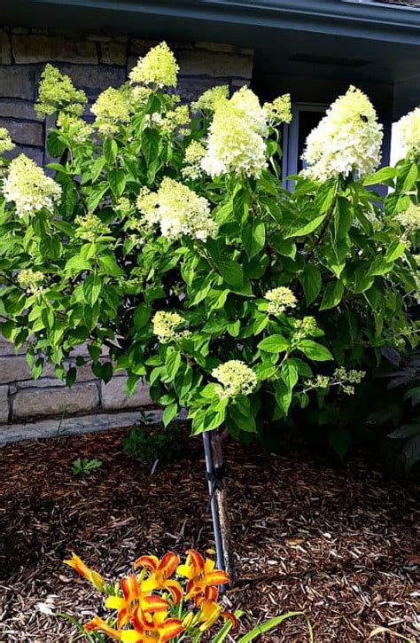 Shrubs On Standard Small Trees For Small Areas Grimms Gardens