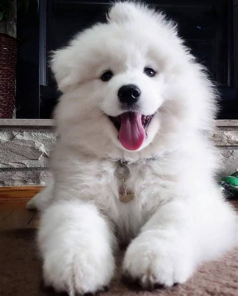 Samoyed Dog Is One Of The Most Stunningly Beautiful Dog Breeds Perros