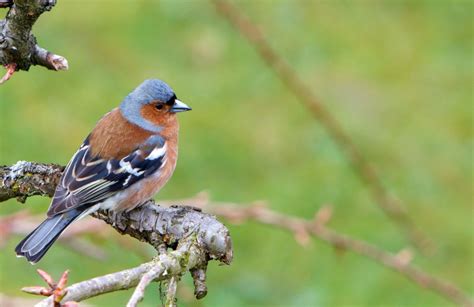 14 Common Garden Birds Of New Zealand New Zealand Nature Guy