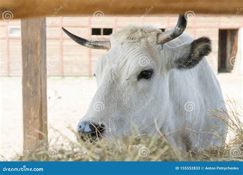 A White Cow Chewing Hay Behind The Corral Fence Cows Eat Hay Stock
