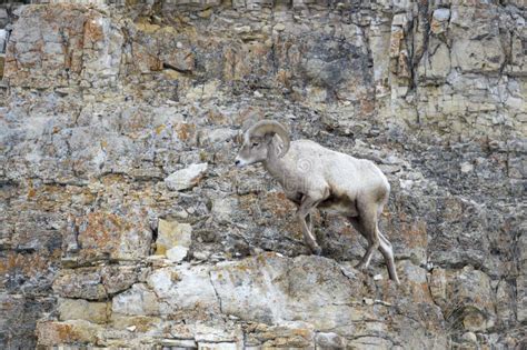 Bighorn Sheep On Cliff Stock Photo Image Of Mammal 72492738