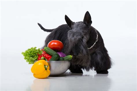 Learn the best fruits and vegetables for cats, including which ones should be cooked, and other helpful tips. Can Dogs Eat Broccoli Sprouts - petfinder