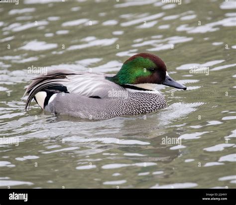 Falcated Duck Anas Falcata Hi Res Stock Photography And Images Alamy