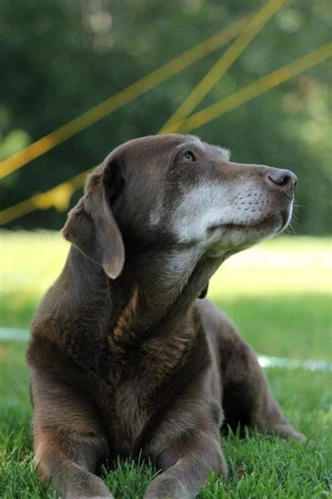 With all of the top carriers we want to create an environment where seniors can make educated choices about their healthccare. November Is National Adopt A Senior Pet Month! Here's What ...