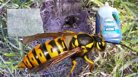 How To Kill Ground Wasp Yellow Jackets Nest With Soap And Water Youtube