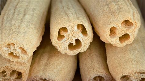 Flor De Bucha Vegetal