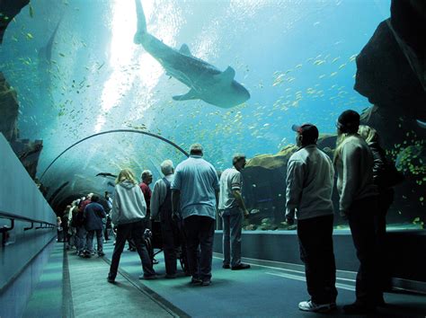 The Georgia Aquarium Pgav