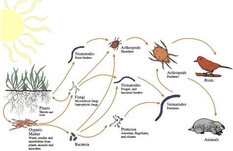 What is a food chain?a food chain is a flow of energy from a green plant to an animal and to another animal and so on. Soil Biology - CharGrow