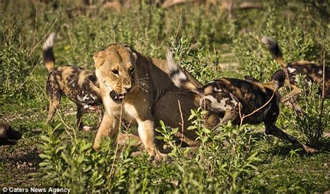 Age Old Game Of Cat Versus Dog Sees Lioness Fending Off Wild Dogs In