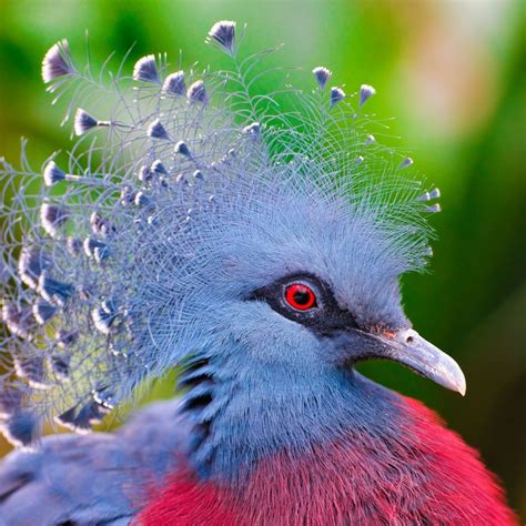 This Is An Amazing Bird Crowned Pigeon Most Beautiful Birds
