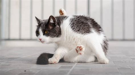 Cat Scooting It Is Normal Or A Sign Of A Problem A Vet Explains