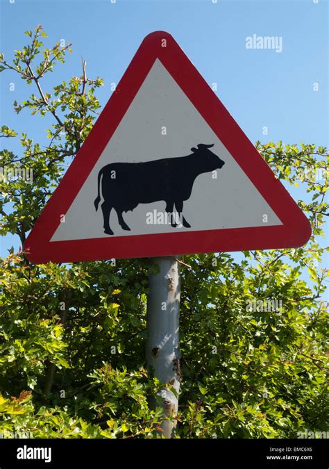 A Traffic Sign Warning For Cows In The Road Derbyshire England Uk