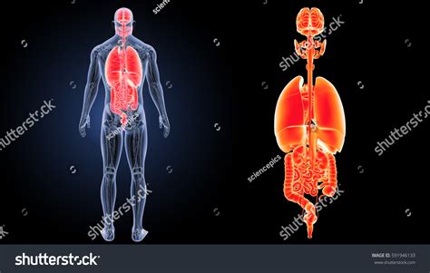 Human Organs Posterior View 3d Illustration Royalty Free Stock Photo